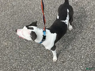 Mixed Breed dogs Mixed Breed Puppy 1 - Ad 1