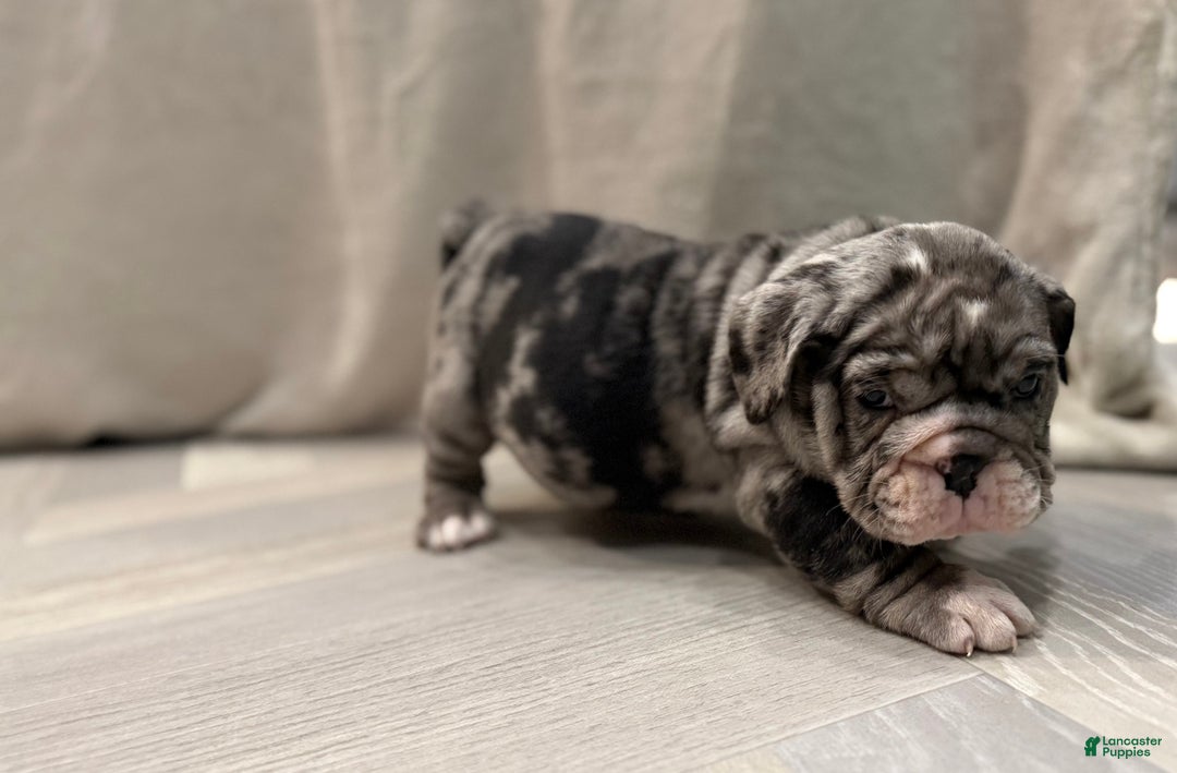 English Bulldog dogs for sale: Twinkle - Ad 12