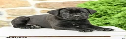 Cane Corso dogs for sale: Cali  - Ad 4