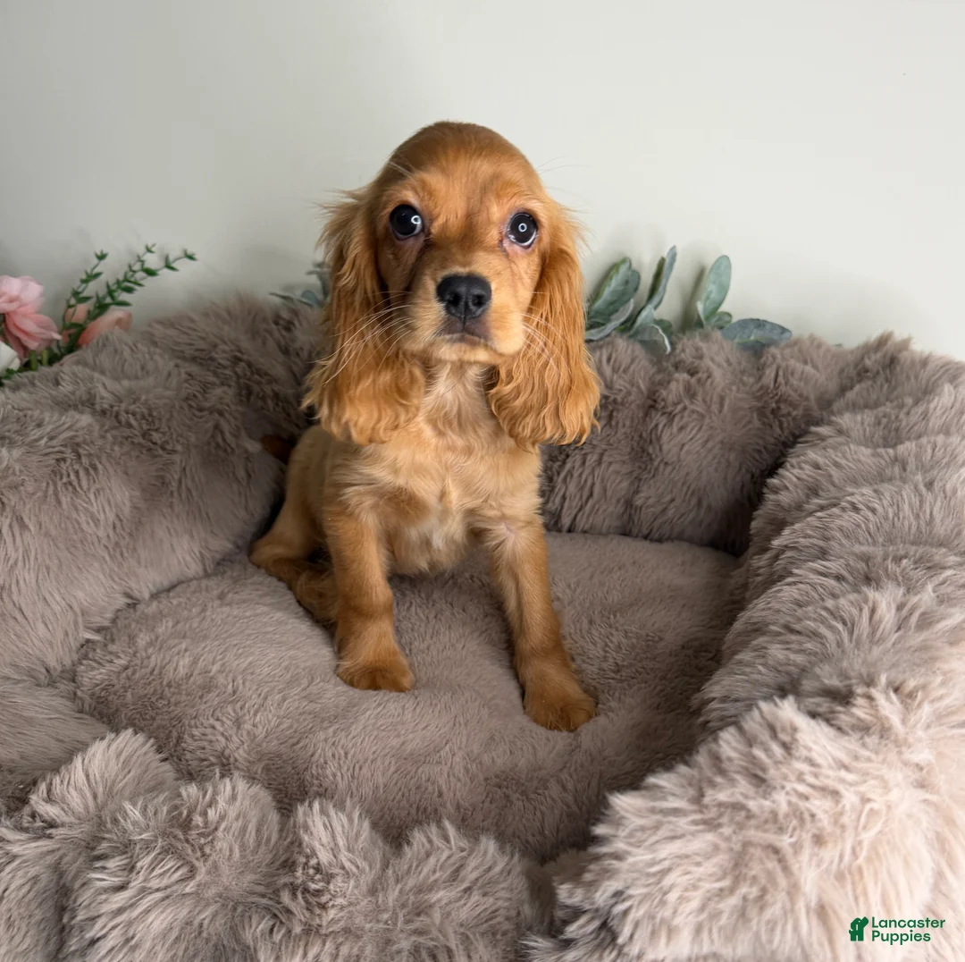 Cocker Spaniel dogs for sale: Honey  - Ad 2