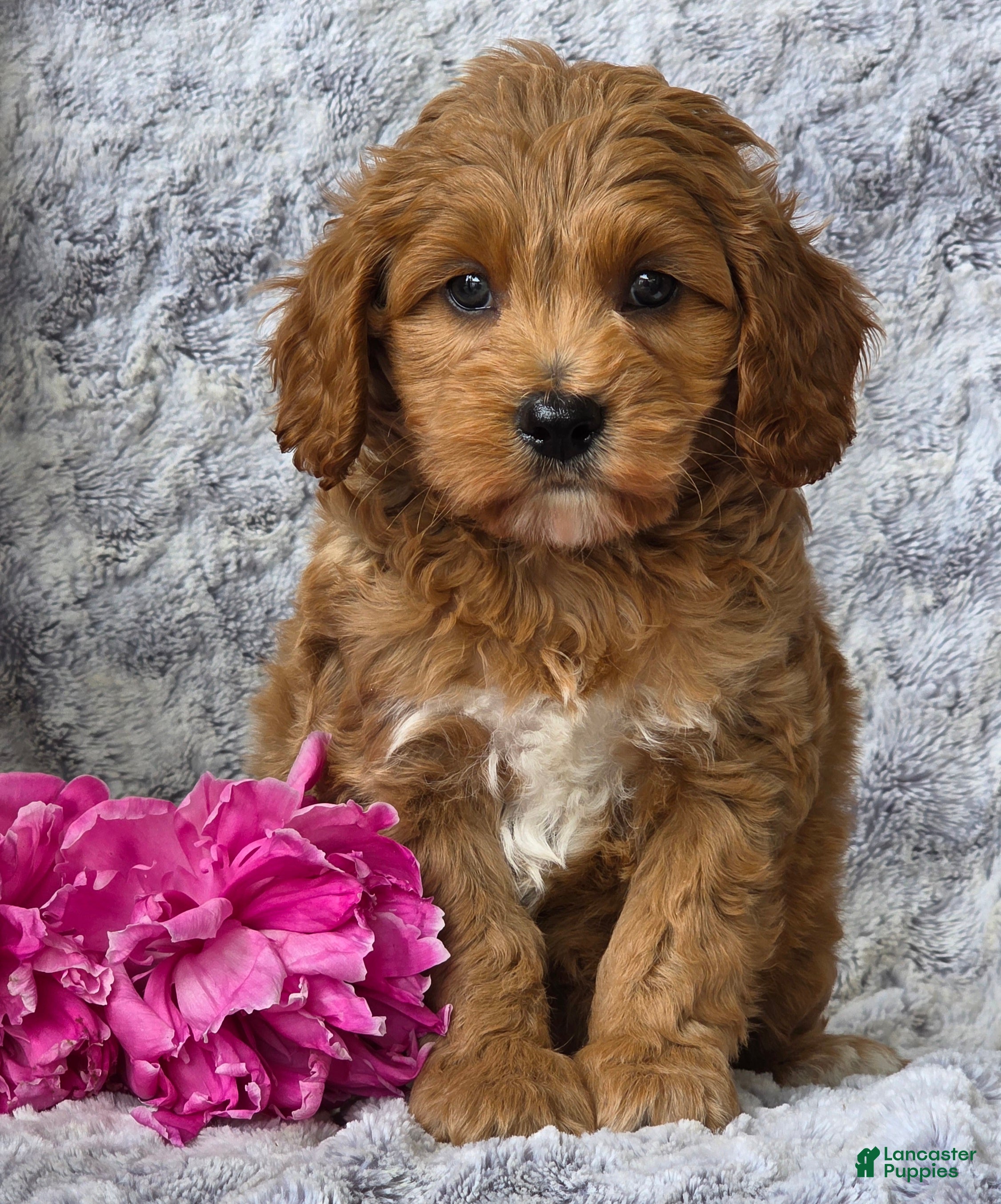 Cavapoo dogs Samson - Ad 1