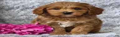 Samson