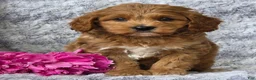 Cavapoo dogs for sale: Samson - Ad 1