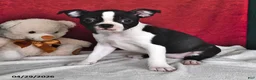 Boston Terrier dogs for sale: Sierra - Ad 3
