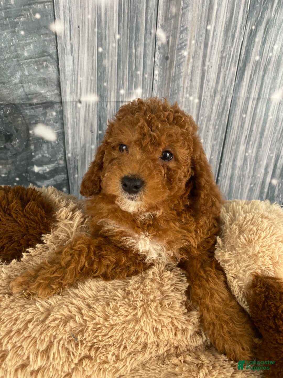 Miniature Poodle dogs for sale: Harley - Ad 7