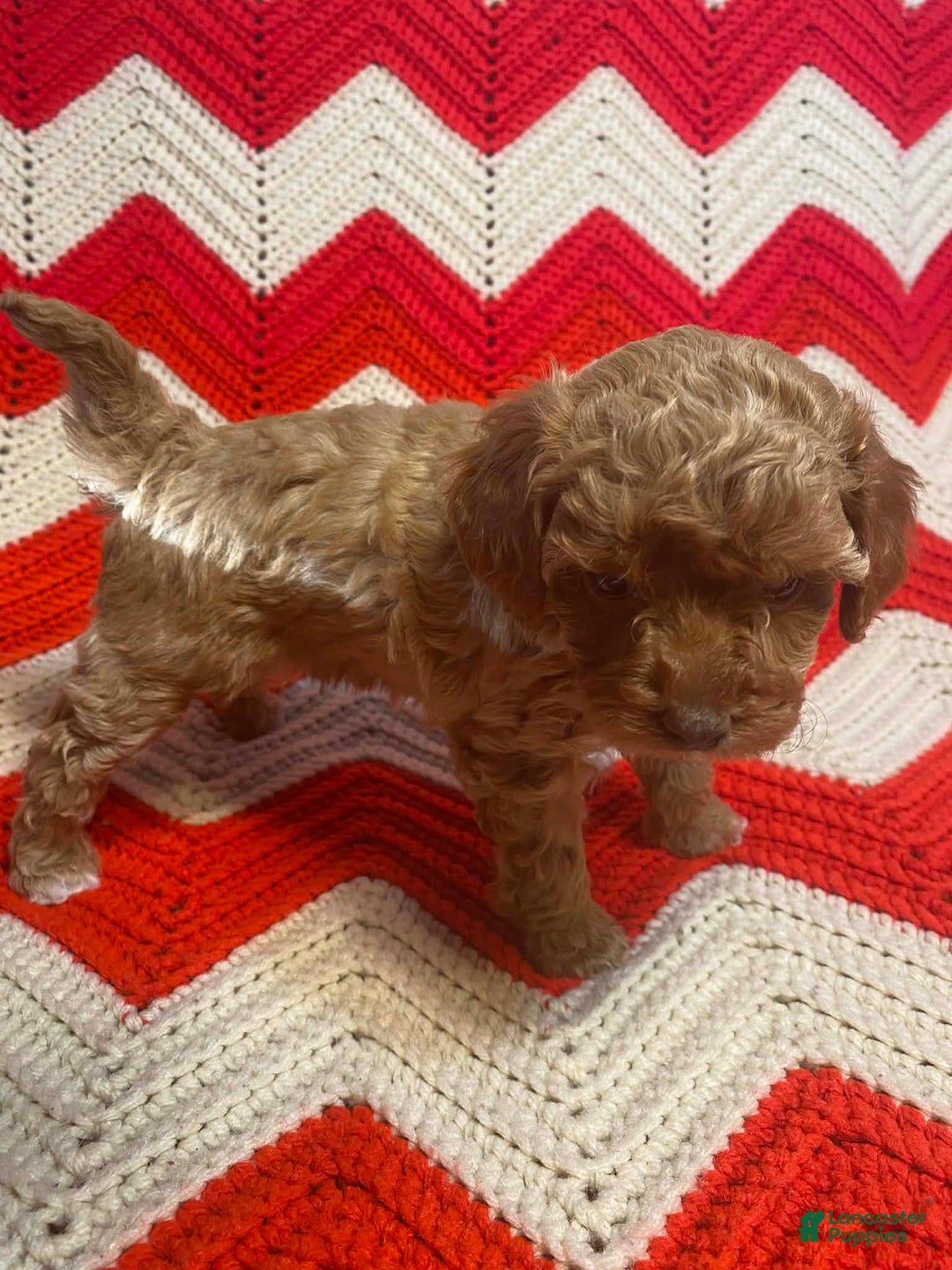 Maltipoo dogs for sale: Claudette - Ad 4