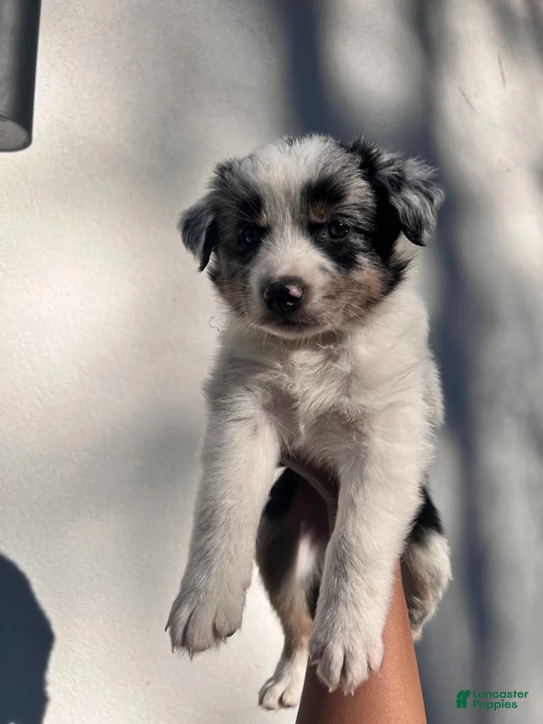 Australian Shepherd dogs for sale: Taupe - Ad 1