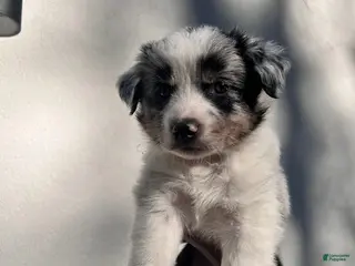 Australian Shepherd dogs for sale: Taupe - Ad 1