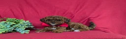 Lhasapoo dogs for sale: Delancey Hypoallergenic - Ad 4