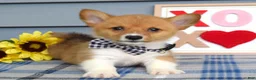 Welsh Corgi Pembroke dogs for sale: Winston - Ad 6