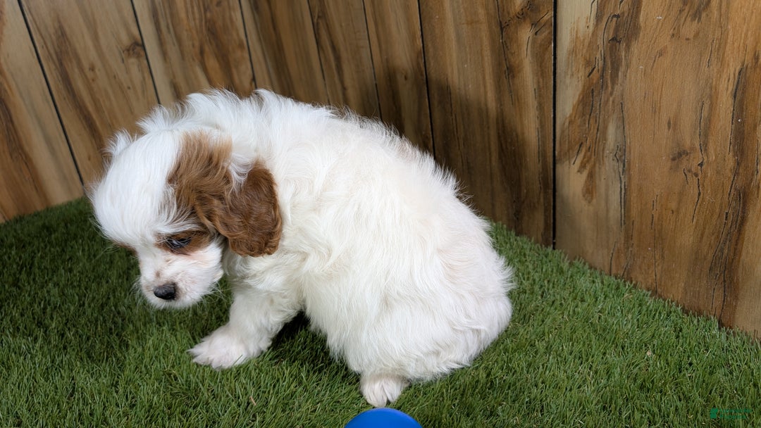 Cavapoo dogs for sale: Cavapoo Puppy 1 - Ad 5