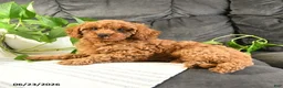 Cavapoo dogs for sale: Kevin - Ad 3