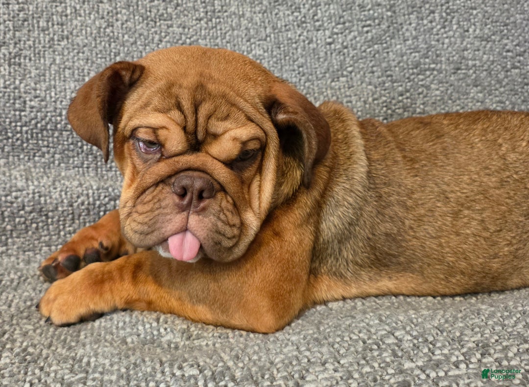 English Bulldog dogs for sale: Caroline - Ad 2