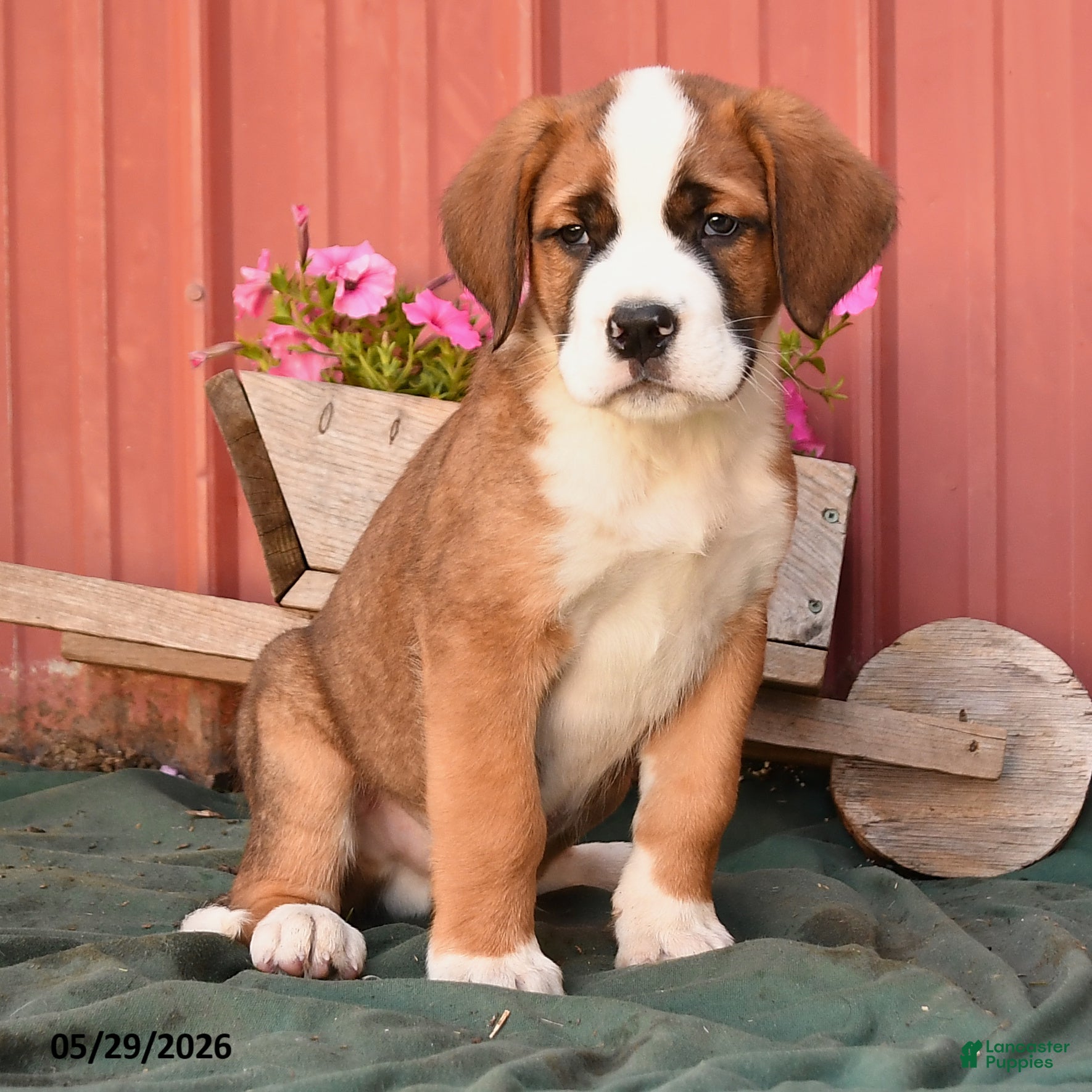 Mixed Breed dogs Kaz - Ad 2