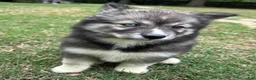 Siberian Husky dogs for sale: Charlotte - Ad 4