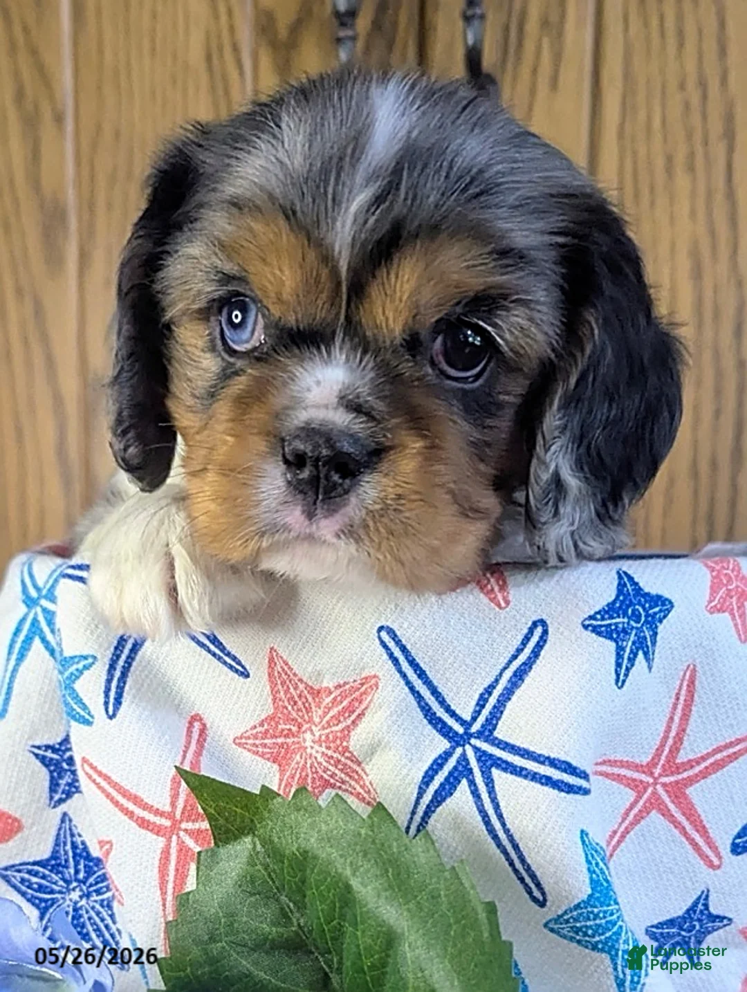 Cavalier King Charles Spaniel dogs for sale: Max - Ad 1