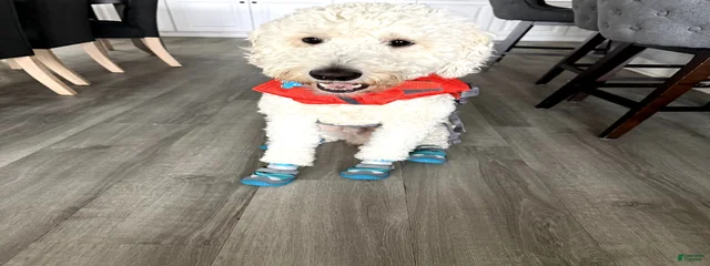 Eggo