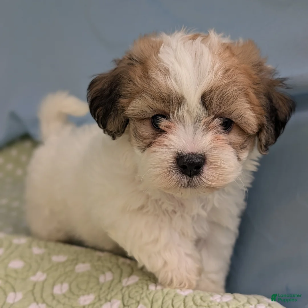 Teddy Bear dogs for sale: Kestrel - Ad 1