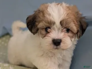 Teddy Bear dogs Kestrel - Ad 33