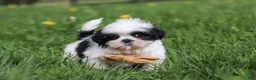 Shih Tzu dogs for sale: Asher - Ad 4