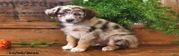 Australian Shepherd dogs for sale: Rusty - Ad 3