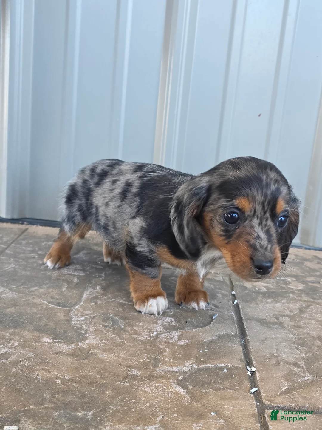 Miniature Dachshund dogs for sale: Maple - Ad 2