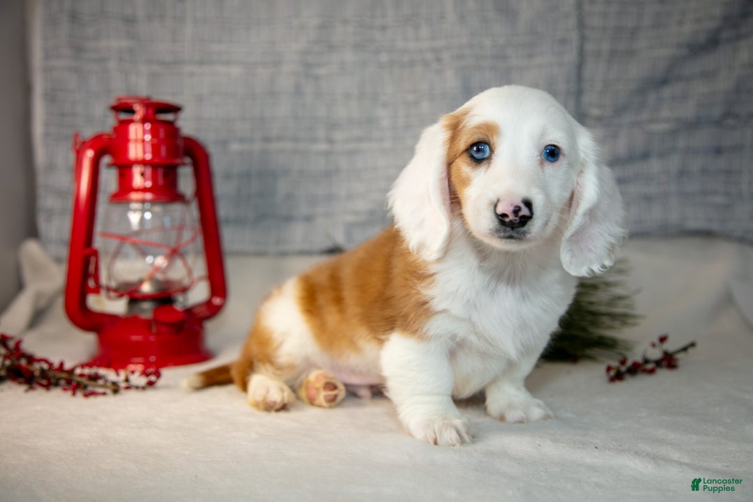 Miniature Dachshund dogs for sale: Dumbo - Ad 1