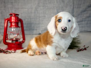 Miniature Dachshund dogs Dumbo - Ad 17