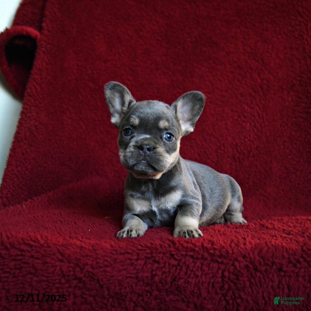 French Bulldog dogs for sale: Flicker - Ad 2