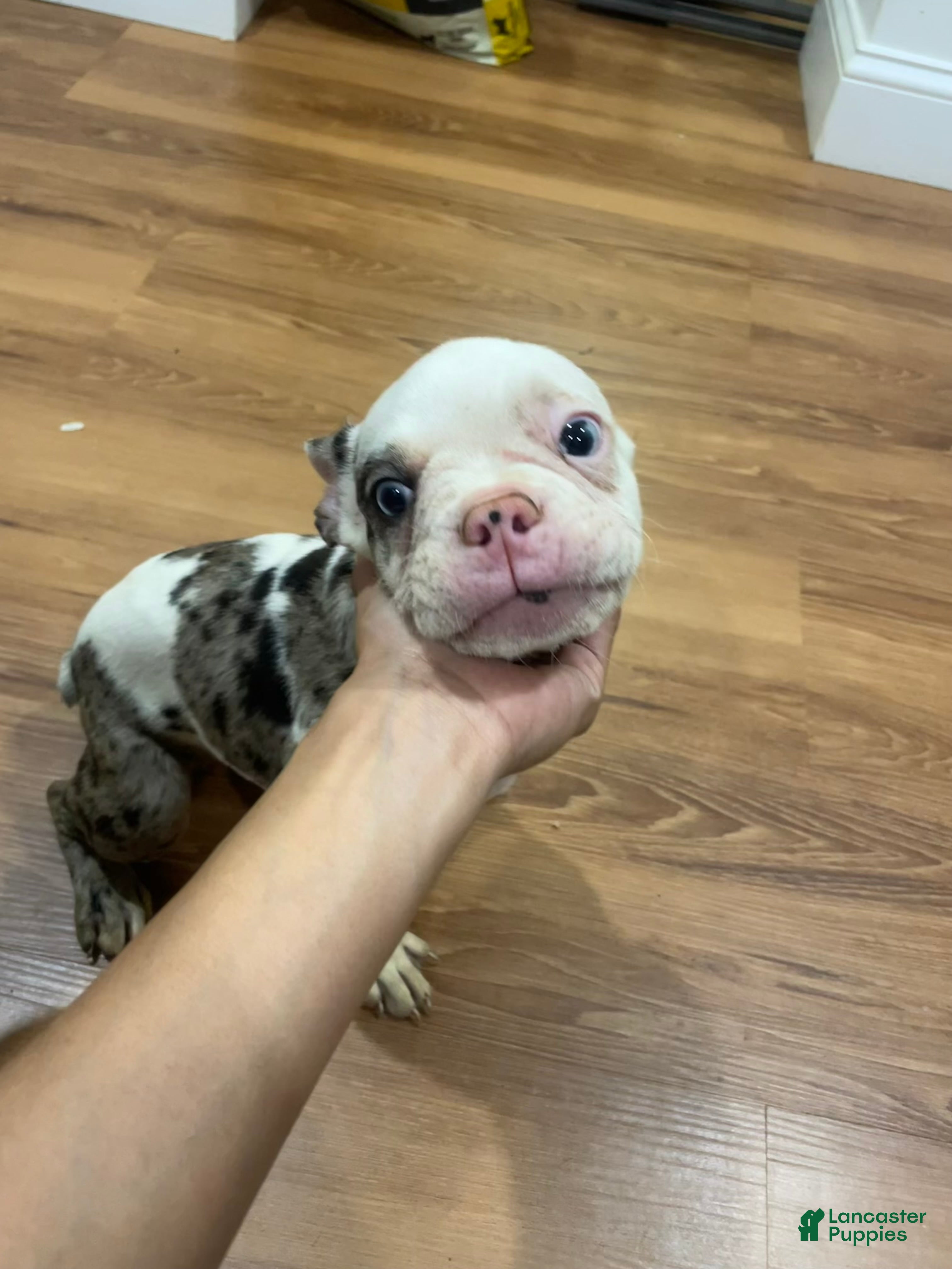 French Bulldog dogs Peppa - Ad 22