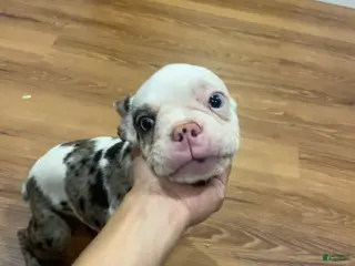 French Bulldog dogs Peppa - Ad 40