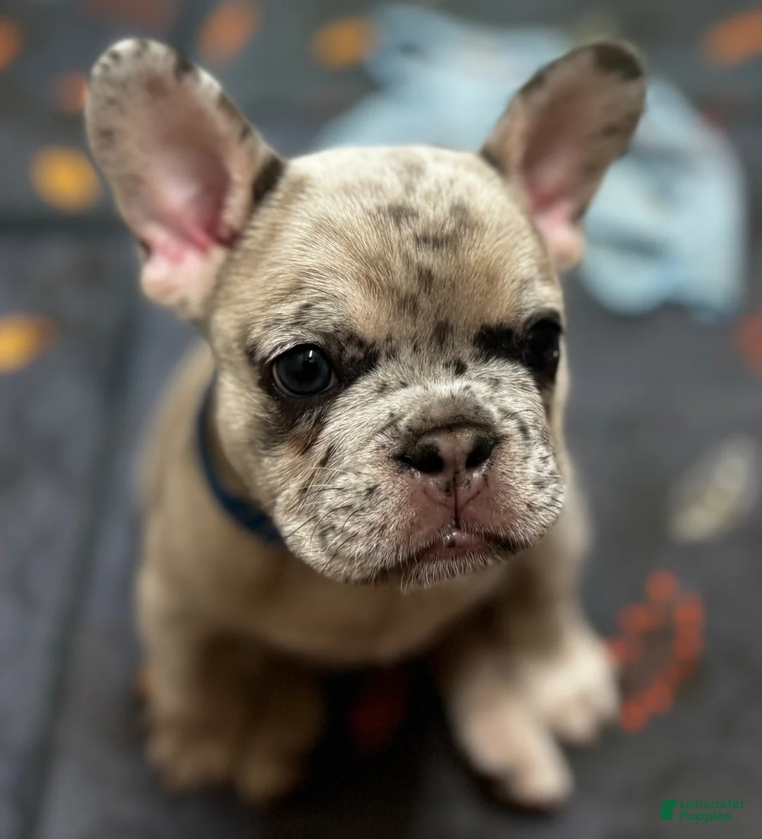 French Bulldog dogs for sale: French Bulldog Puppy 1 - Ad 1