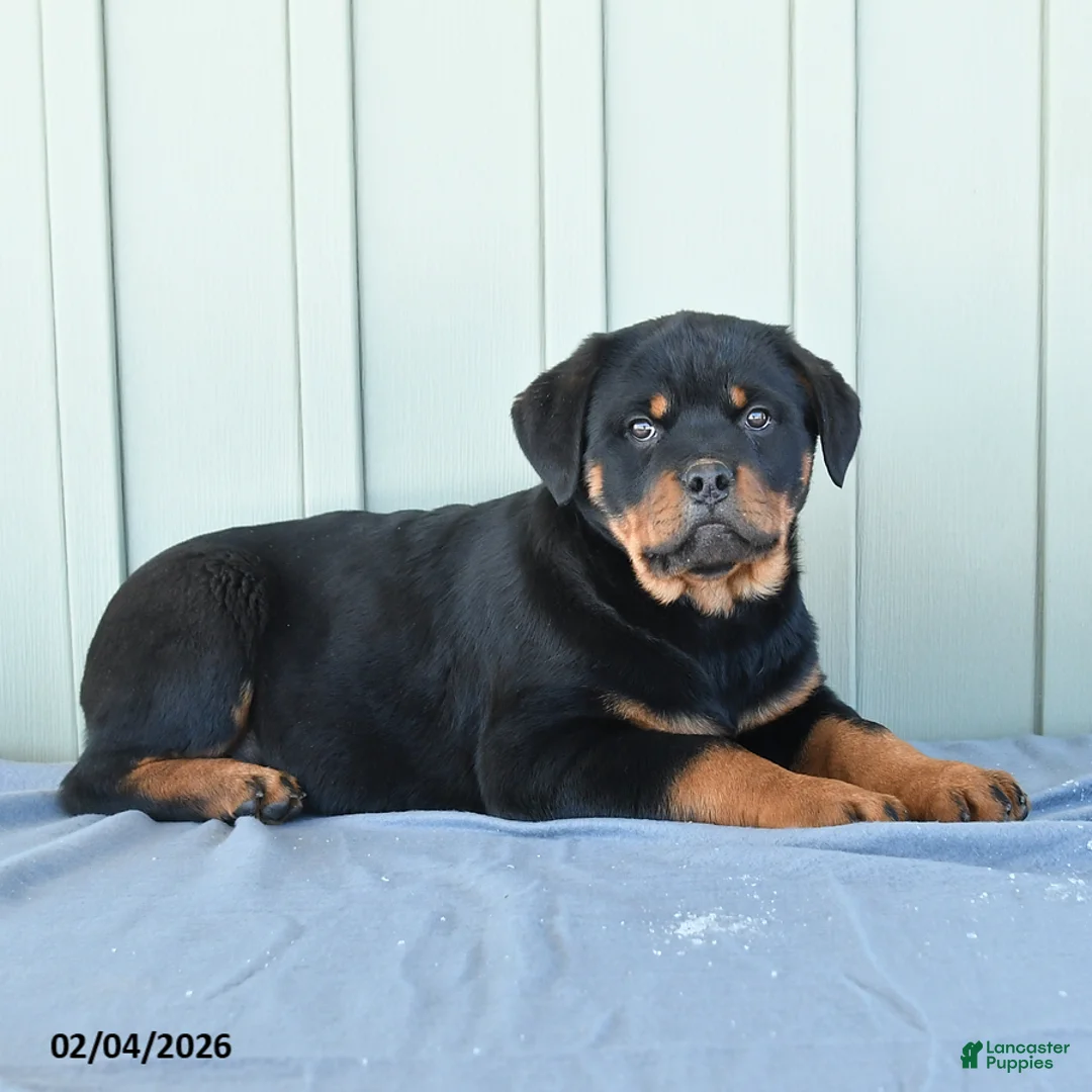 Rottweiler dogs for sale: Tango - Ad 2