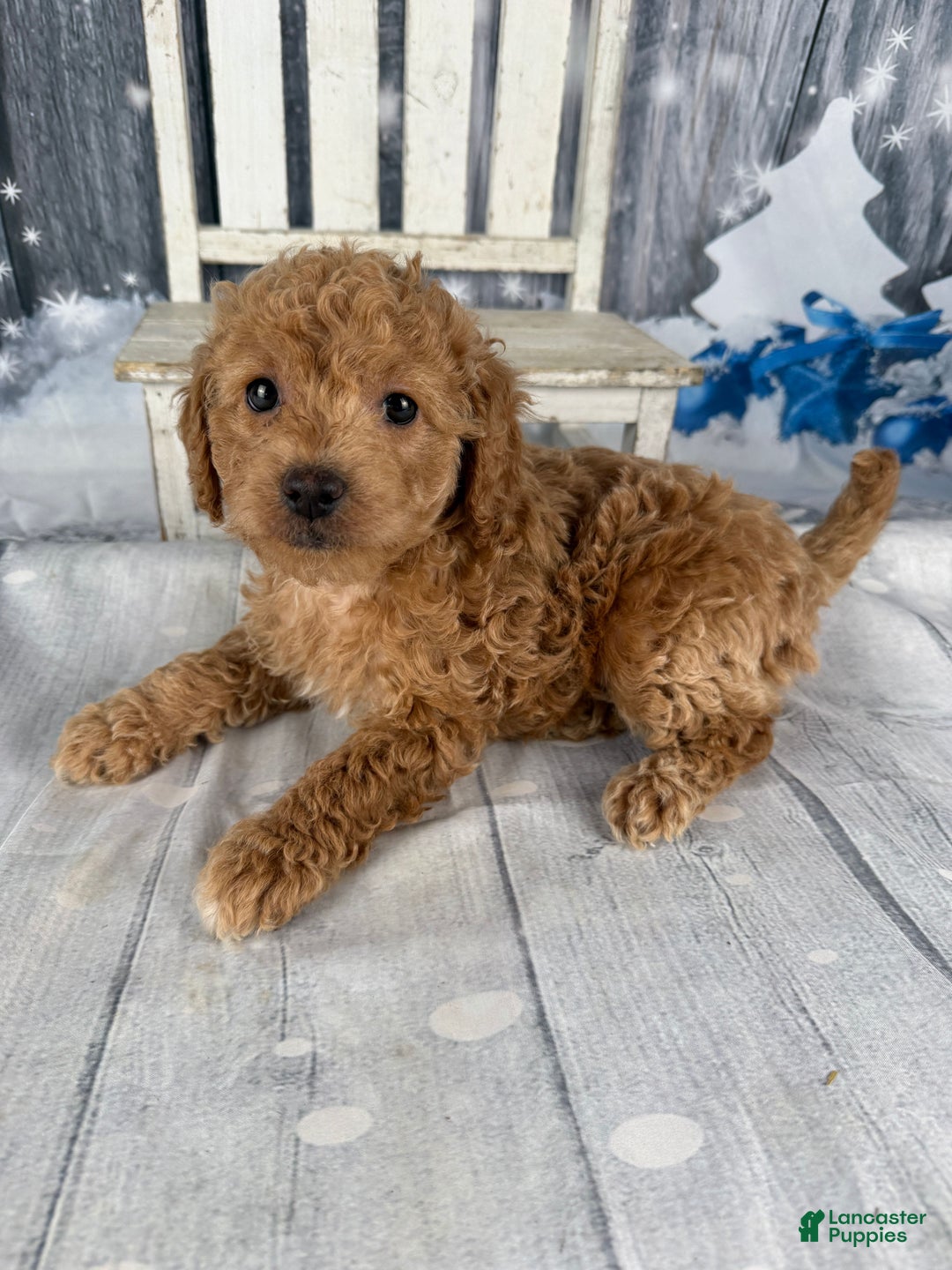 Cavapoo dogs for sale: Rita - Ad 2