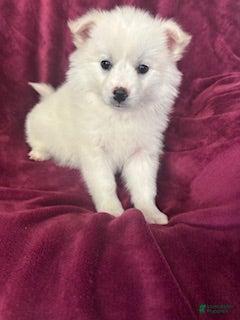 American Eskimo dogs Casey - Ad 3