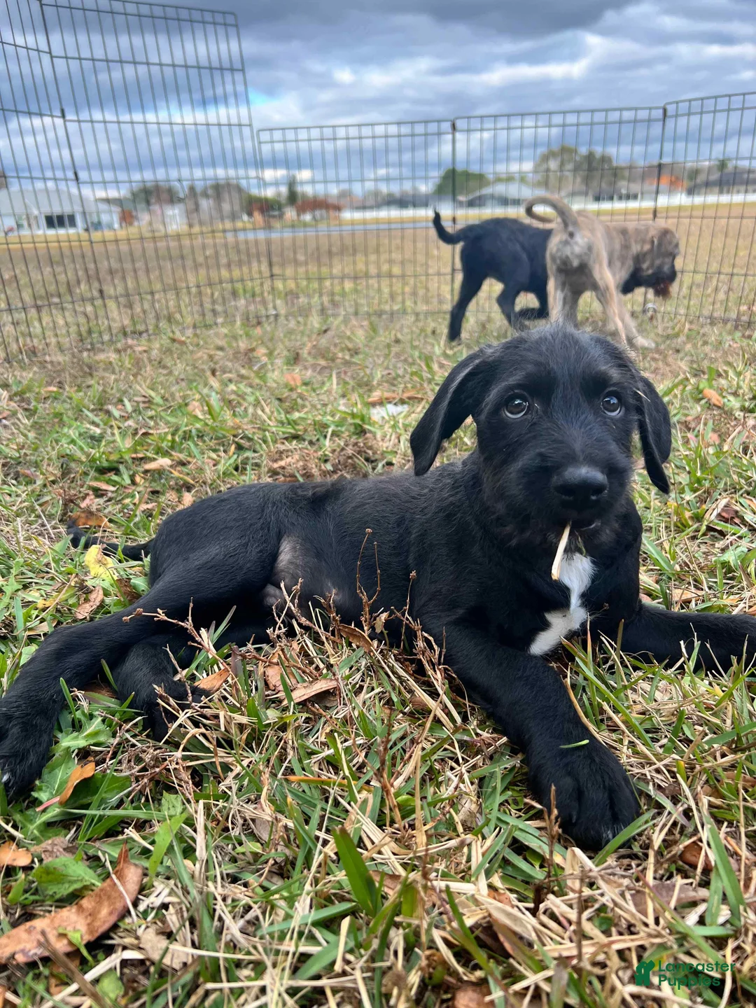 Mixed Breed dogs for sale: Bobby - Ad 4