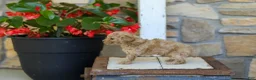 Miniature Poodle dogs for sale: AKC Leo - Ad 4