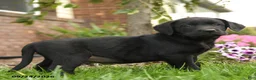 Labrador Retriever dogs for sale: Scout - Ad 3