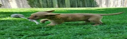 Golden Retriever dogs for sale: Copper - Ad 6