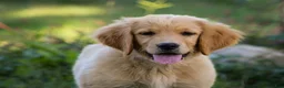 Golden Retriever dogs for sale: Amber AKC Golden Retriever - Ad 1