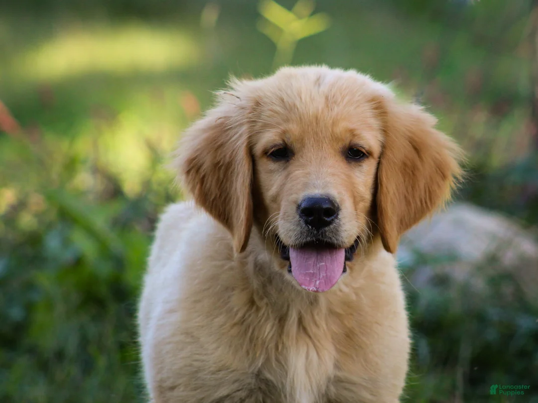 Golden Retriever dogs for sale: Amber AKC Golden Retriever - Ad 1