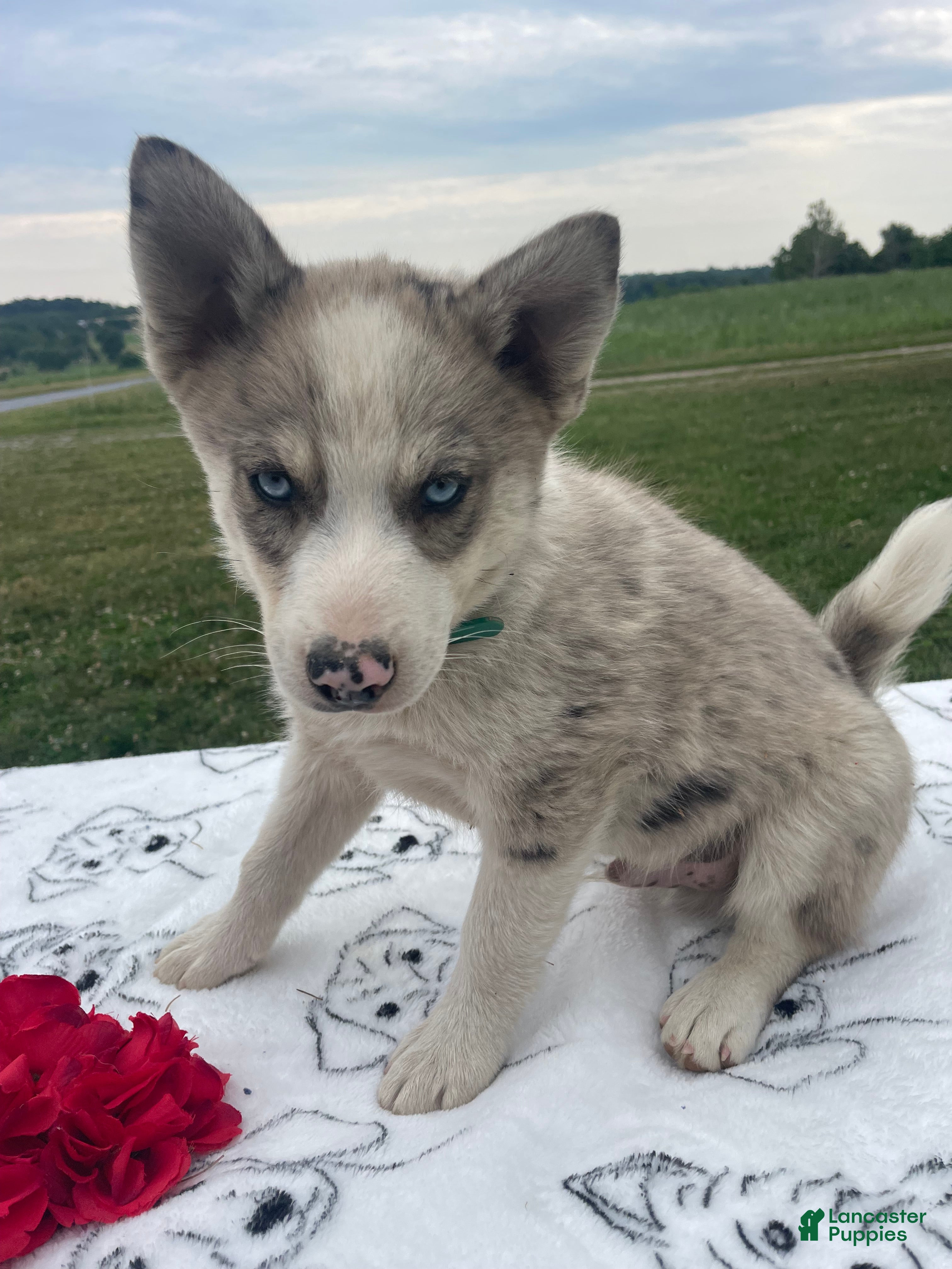 Pomsky dogs Mack - Ad 31