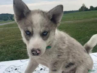 Pomsky dogs Mack - Ad 31