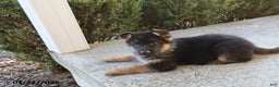 German Shepherd dogs for sale: Chester - Ad 4