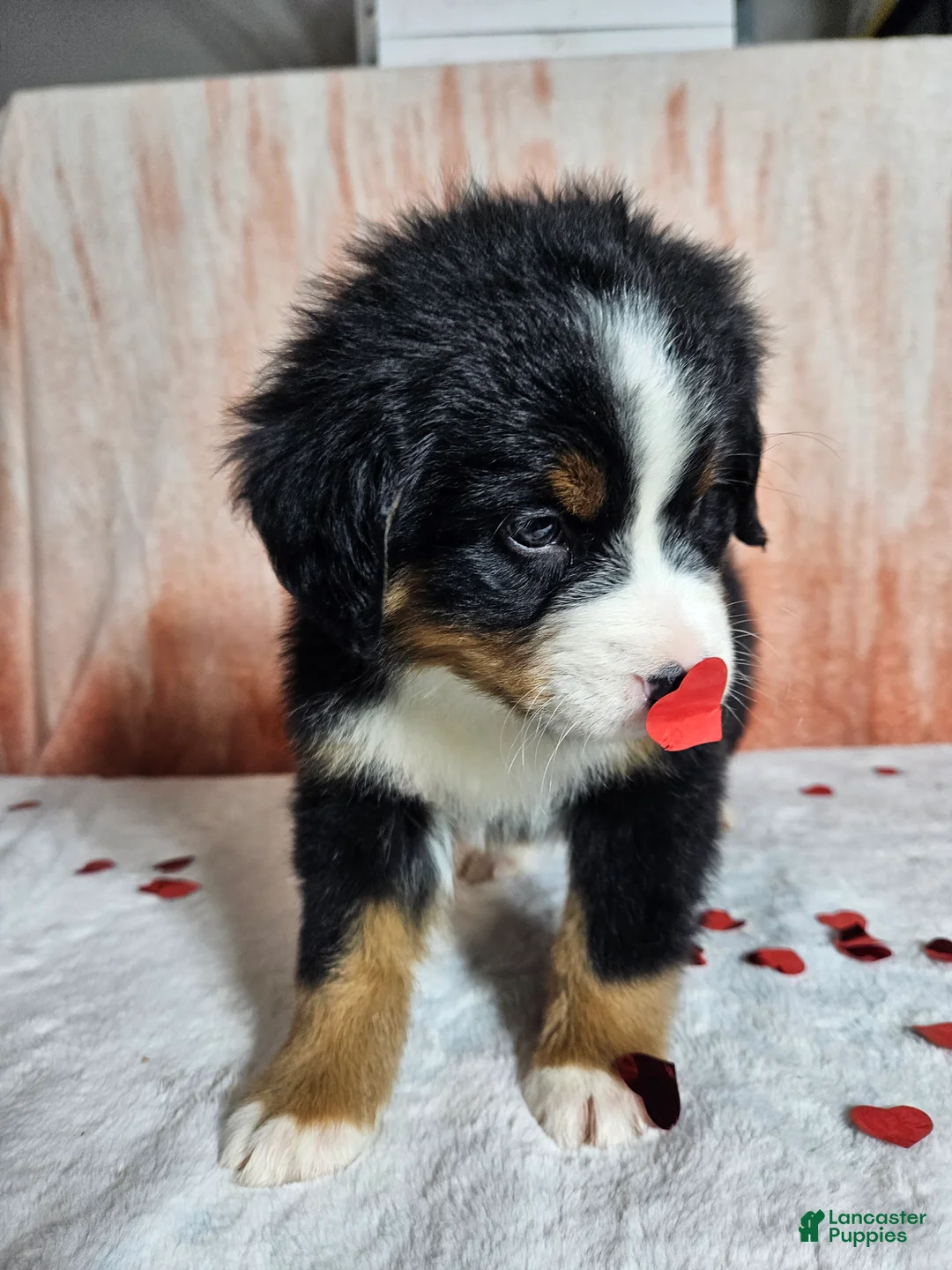 Bernese Mountain Dog dogs for sale: Everest  - Ad 4