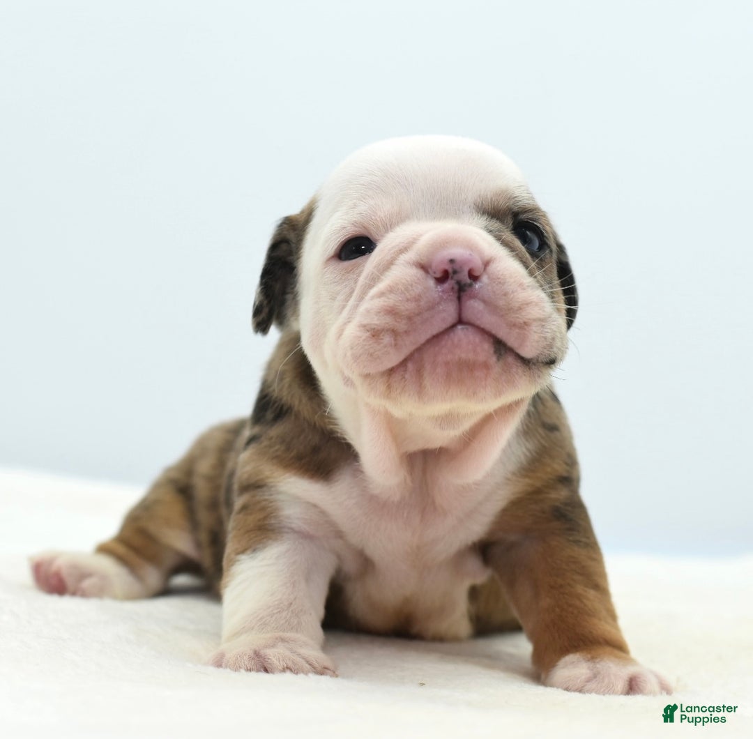 Mixed Breed dogs for sale: Turbo Merle blue eyes - Ad 17