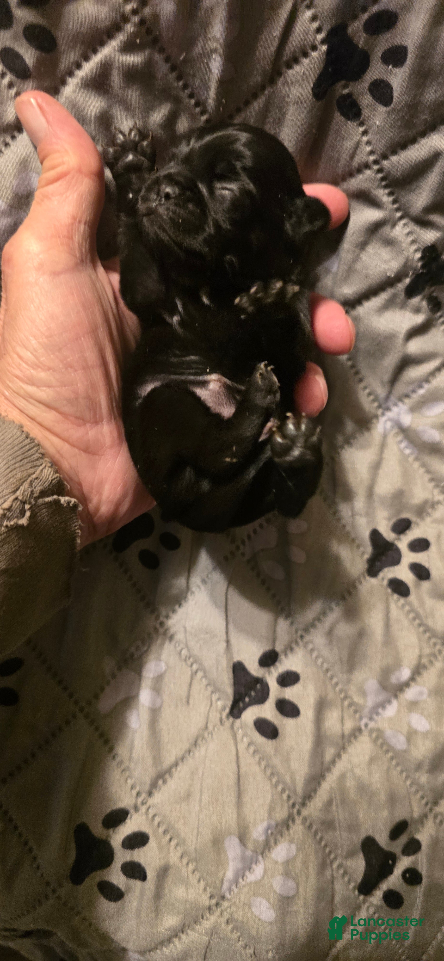 Pug dogs for sale: Marlo - Ad 32