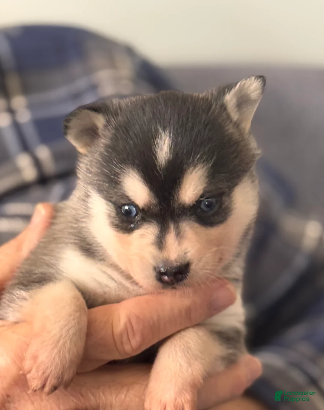 Alaskan Klee Kai dogs for sale: Katie - Ad 1