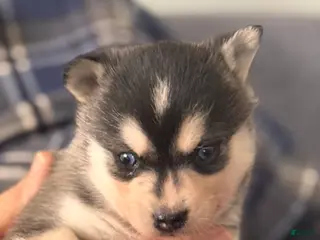 Alaskan Klee Kai dogs Katie - Ad 5