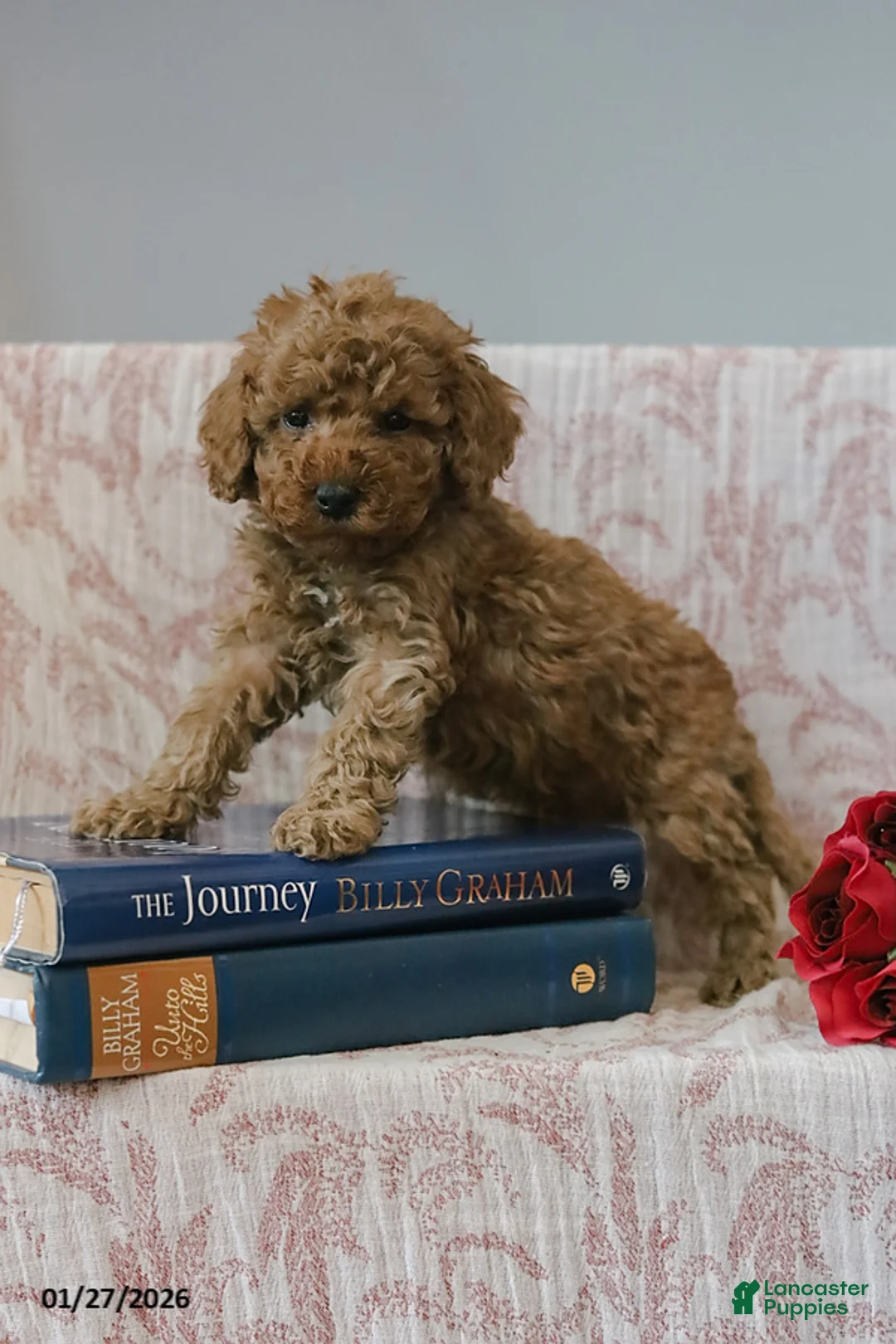 Cockapoo dogs for sale: Jared - Ad 7